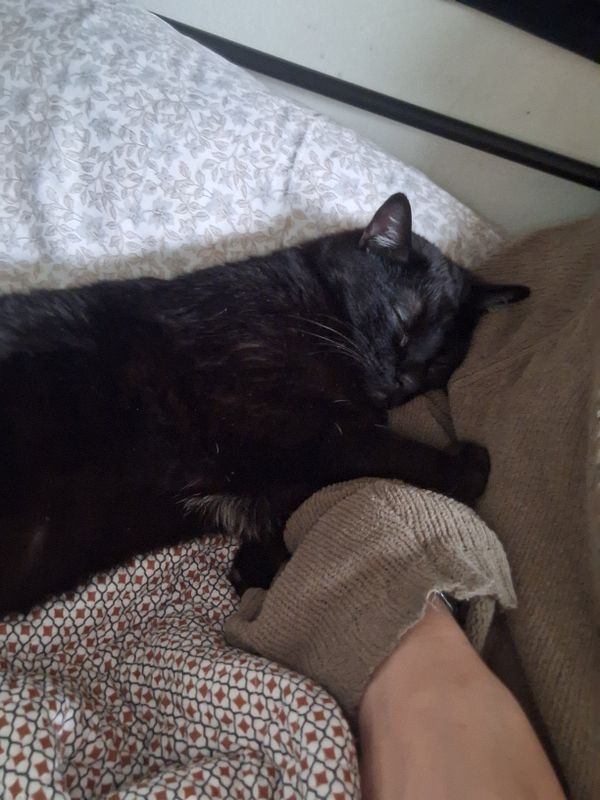 A person is taking a nap with a sleeping black cat on a bed.