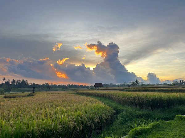A picturesque landscape featuring lush rice fields under a dramatic sunset sky.