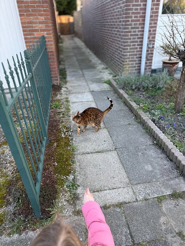 A child points towards a Bengal cat walking along a garden path.