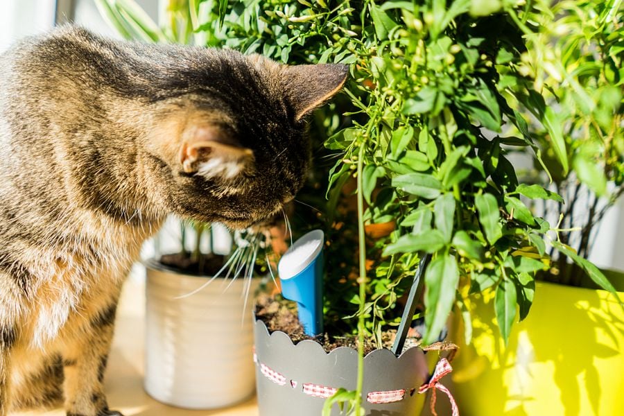 helloplant