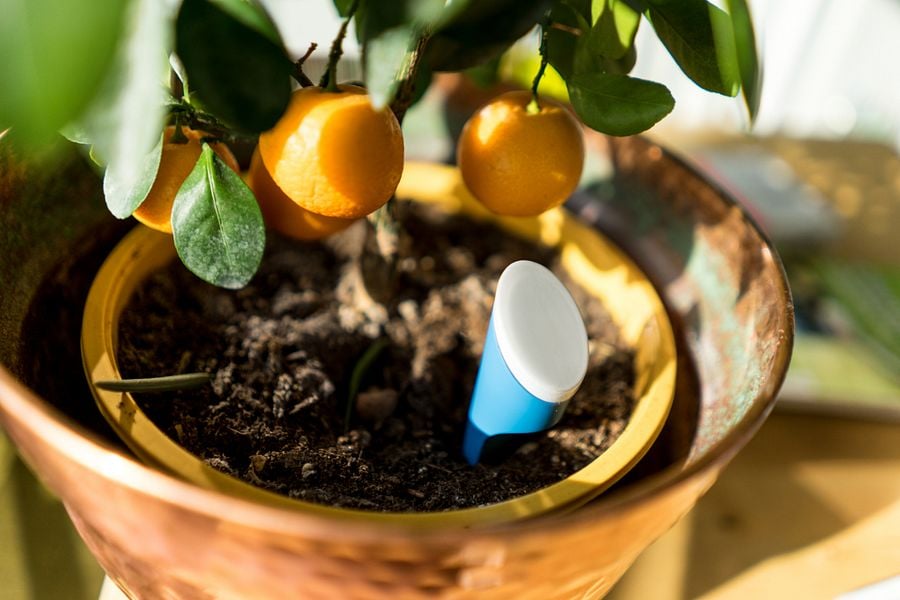 helloplant