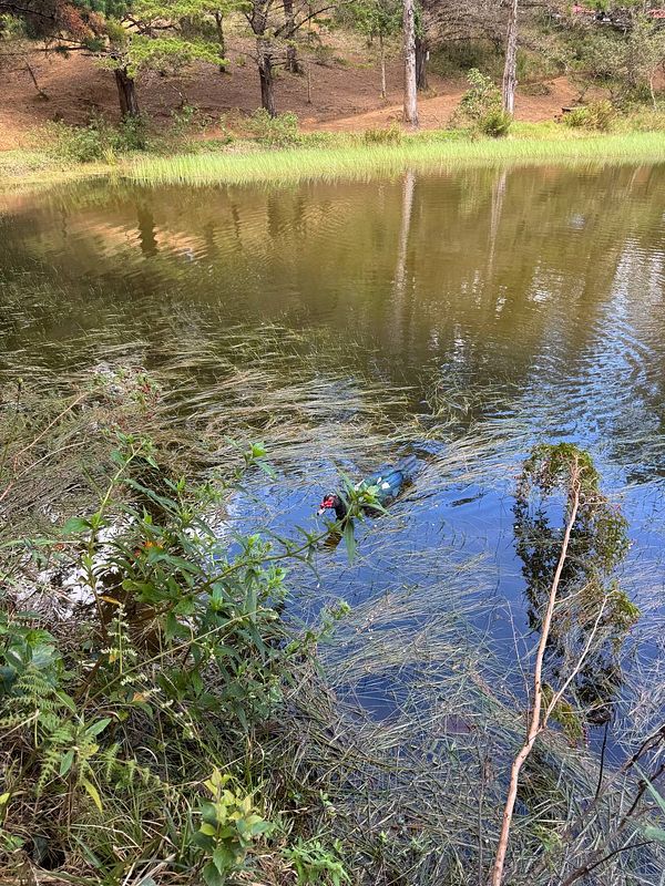 A serene pond scene with lush greenery and a bird swimming in the water.