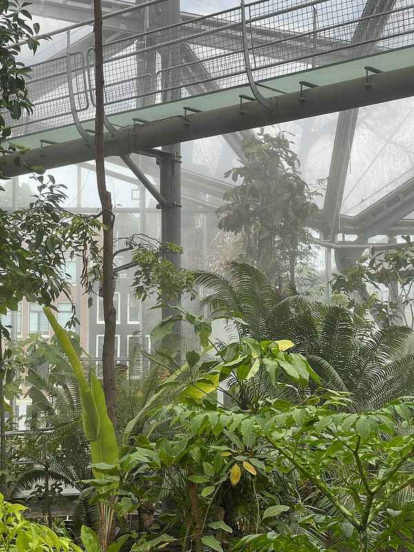 A lush indoor botanical garden filled with various plants and a misty atmosphere.