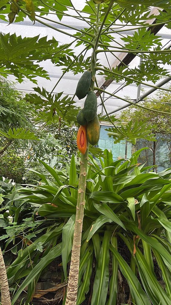 A papaya tree with several fruits, including one that is partially cut open, surrounded by lush greenery.