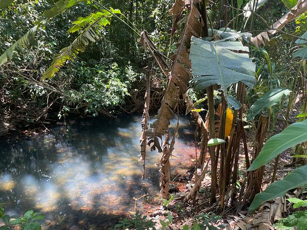 A river with turquoise water flows through a lush tropical jungle with dense green trees and a few rocks in the water under blue sky.