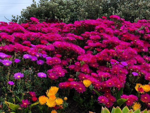 A vibrant display of colorful flowers in a garden setting.