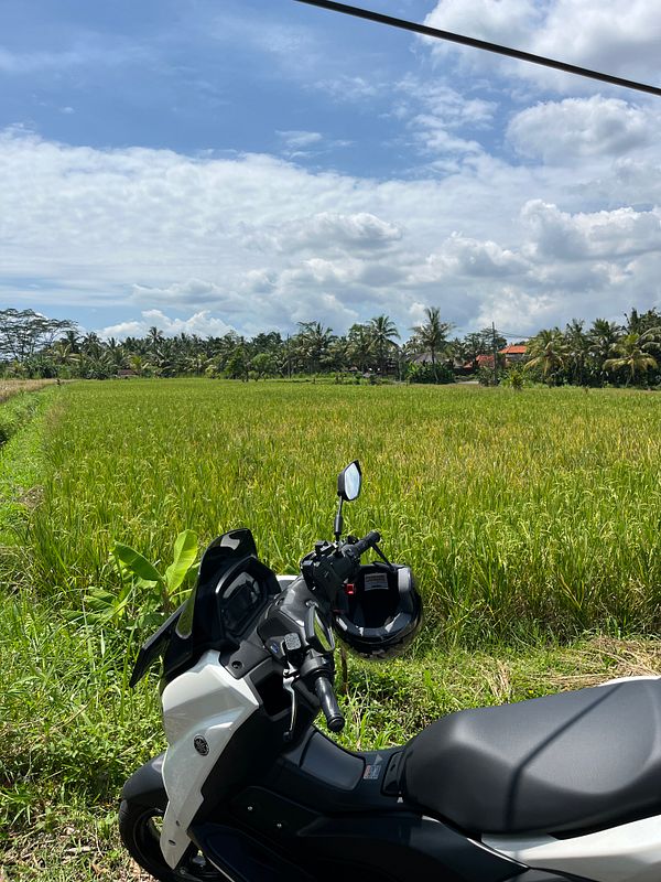 A motorcycle is parked beside lush green rice fields under a bright blue sky.