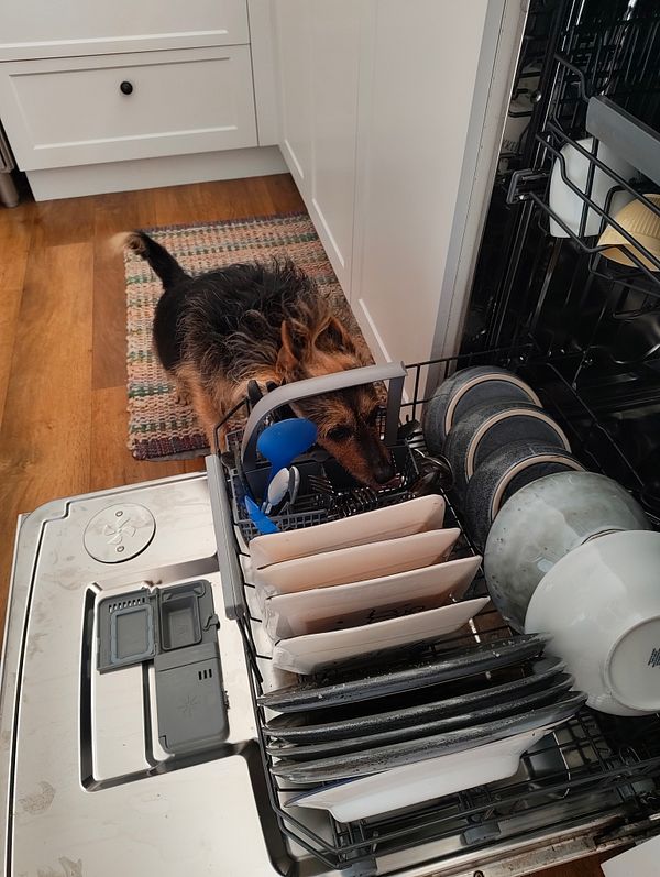 A small dog is inspecting an open dishwasher filled with clean dishes.