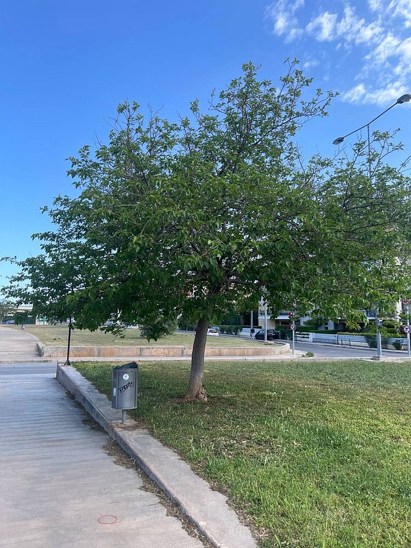 A lush green tree stands beside a concrete pathway in a public area.