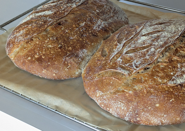 Two freshly baked sourdough loaves resting on a baking tray.