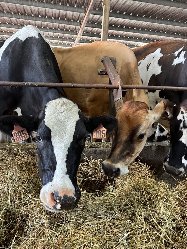 A woman walks down a dirt path through green farmland with grazing cows under a partly cloudy sky.