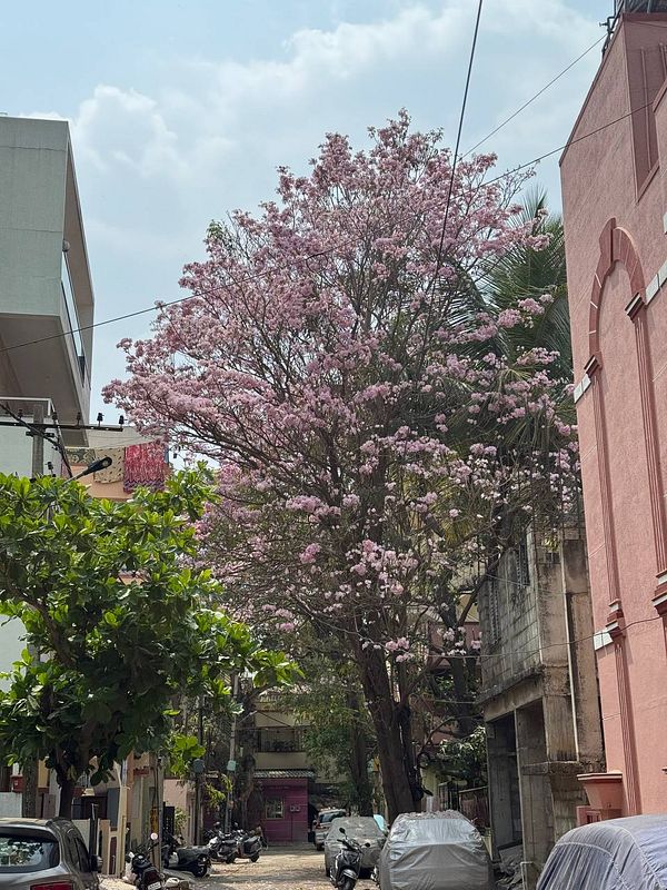 A vibrant street scene in Bangalore featuring a blooming pink tree.