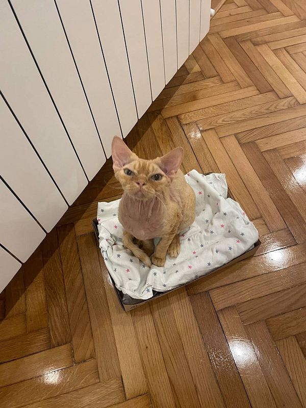 A cat is comfortably resting on a DIY bed made from a box and a soft blanket.