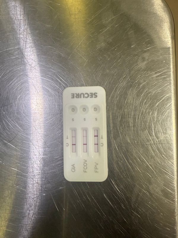 The image displays a test kit with three test lines on a metallic surface.