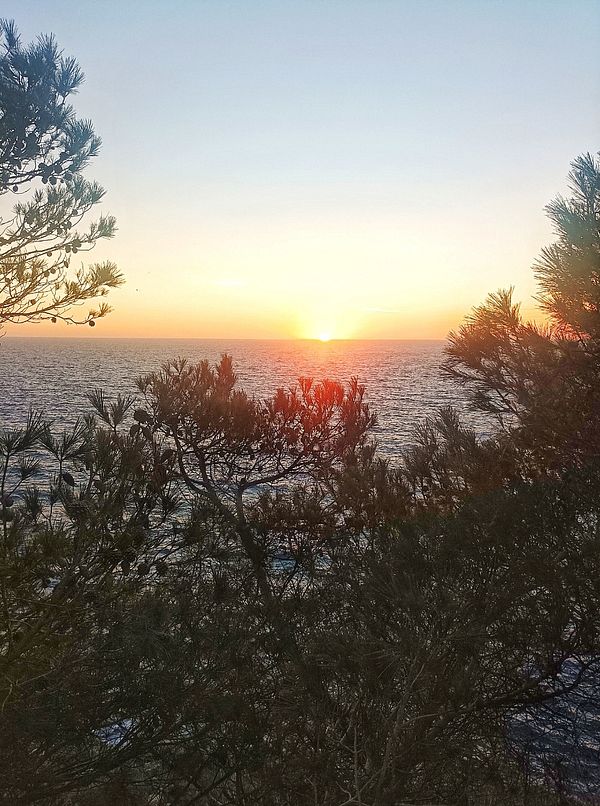 A beautiful sunset over the ocean framed by trees.