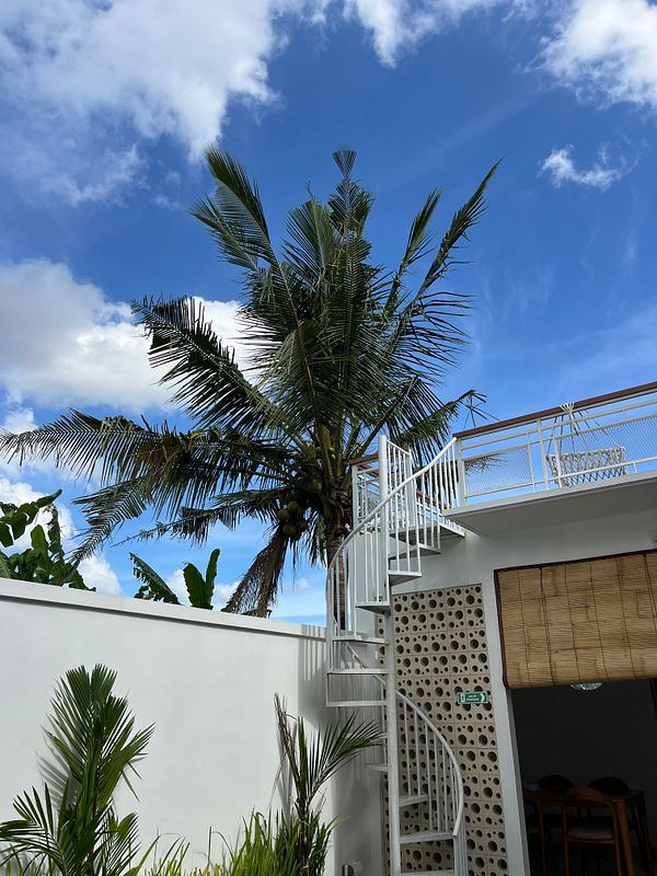 A tropical scene featuring a palm tree, a spiral staircase, and a clear blue sky.