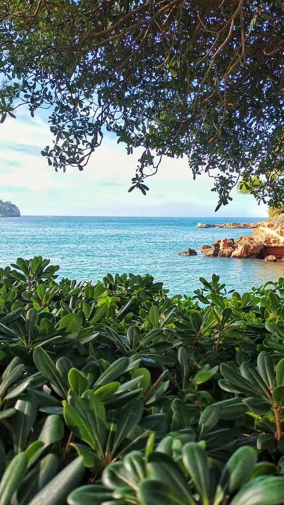 A serene coastal view framed by lush greenery.