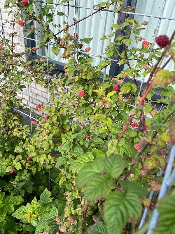 A lush raspberry plant with ripe and unripe berries growing against a wall.