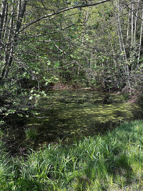 A serene natural scene featuring a small pond surrounded by lush greenery.