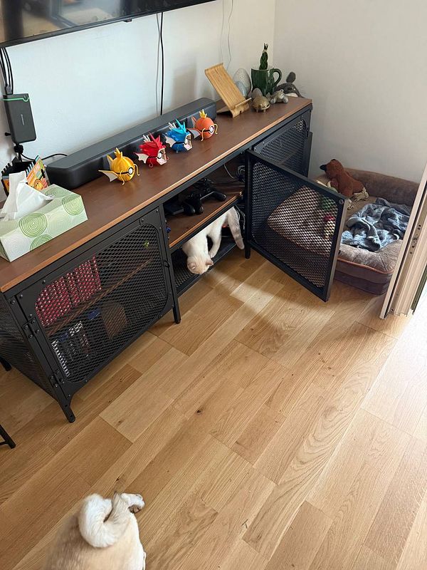A playful scene featuring a cat exploring a living room with a dog nearby.