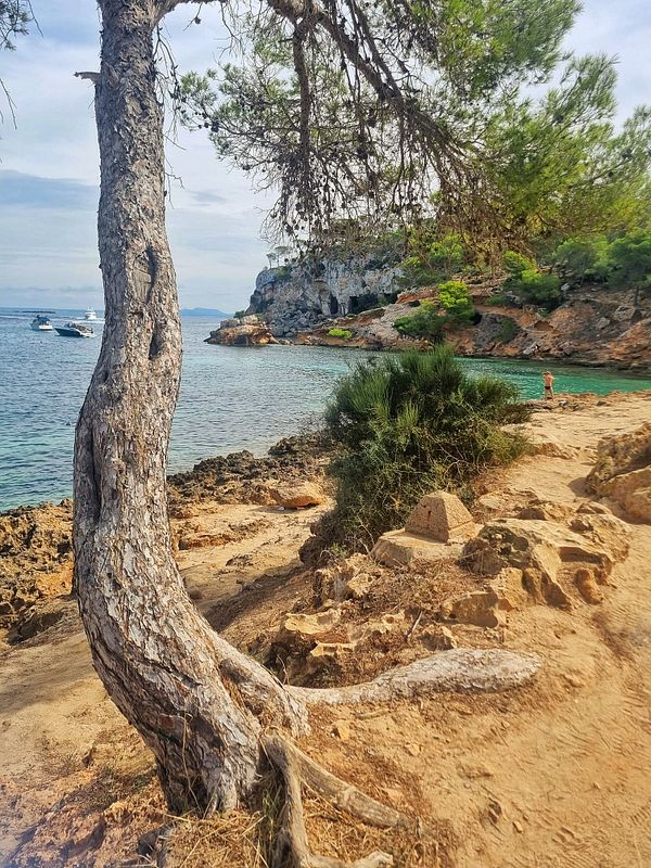 A serene beach scene featuring a tree, rocky shoreline, and calm waters.