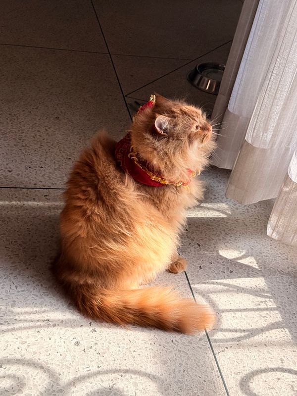 Close-up of a pixelated cat silhouette grooming itself with pixel art style colors on a greenish background.