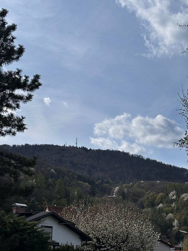 A scenic view of a mountain with a clear sky and blooming trees in the foreground.
