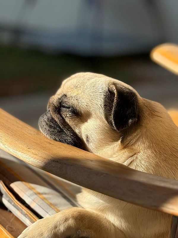 A pug is peacefully sunbathing on a wooden chair.