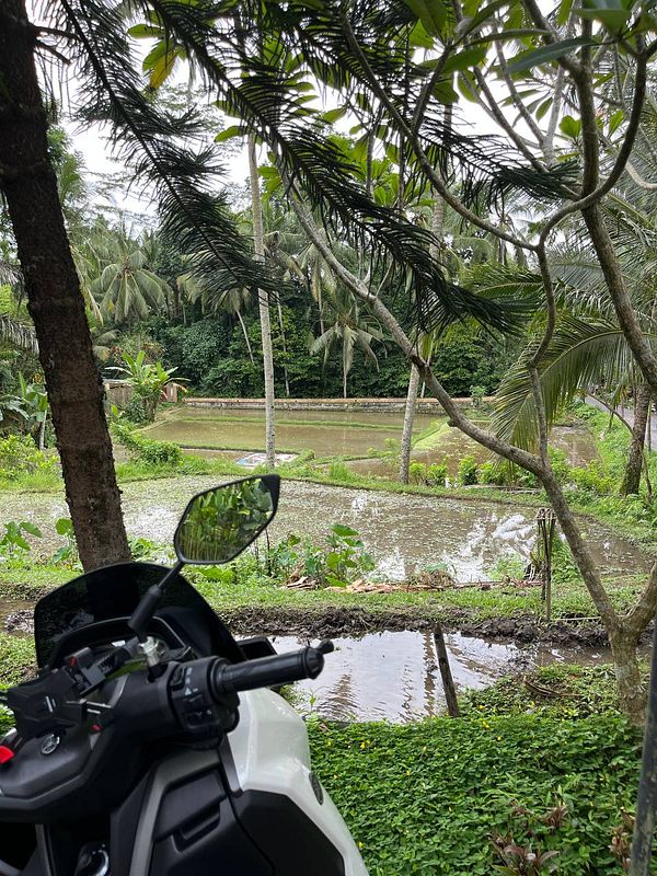 A scenic view of lush greenery and rice fields in Ubud, with a motorcycle in the foreground.
