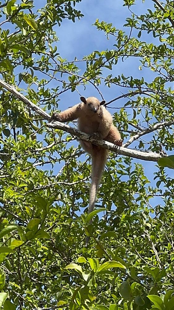 A small animal is perched on a branch, surrounded by green leaves.