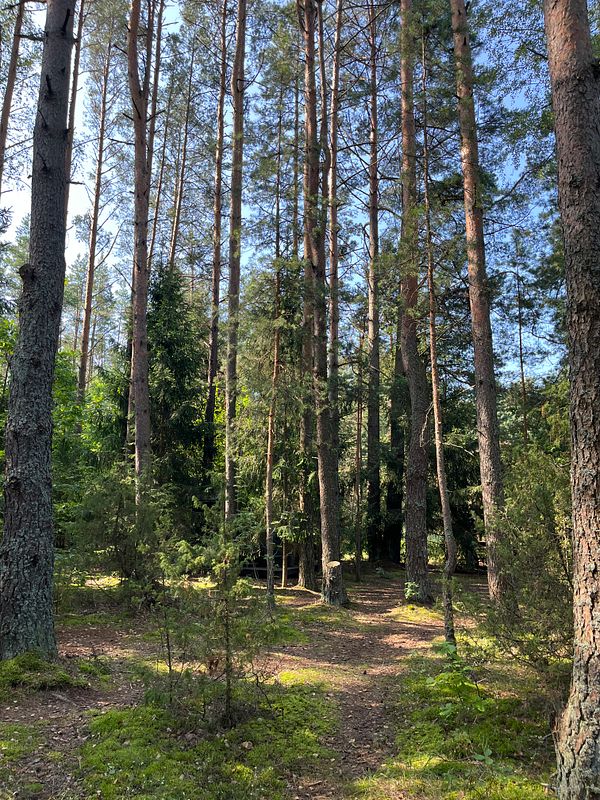 A serene forest scene with tall trees and a clear blue sky.