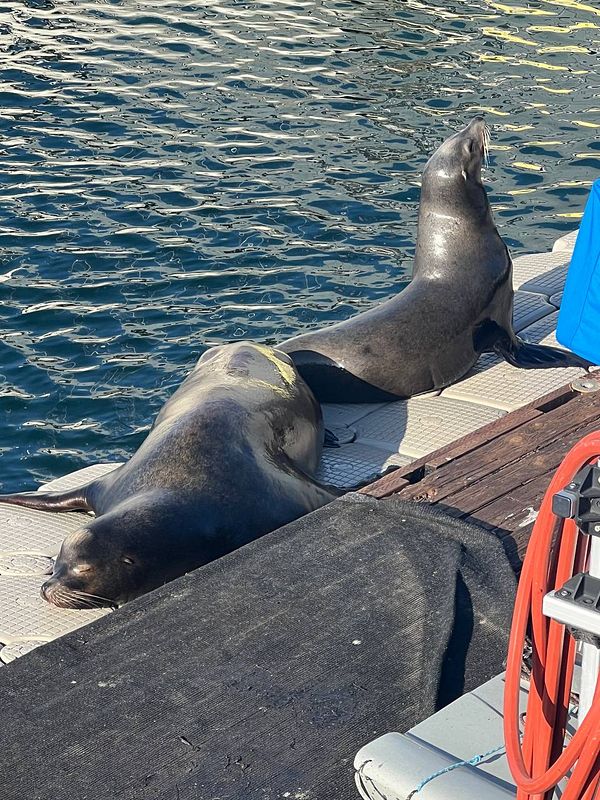 Two sea lions are lounging on a dock by the ocean.