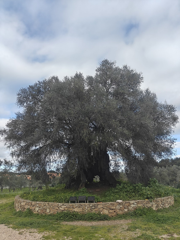 A large, ancient olive tree surrounded by a stone wall and grassy area.