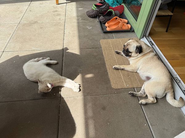 A cat and a pug are relaxing on a patio.