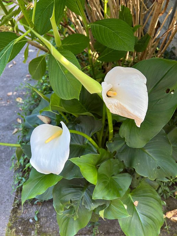 Two elegant white calla lilies are blooming amidst lush green foliage.