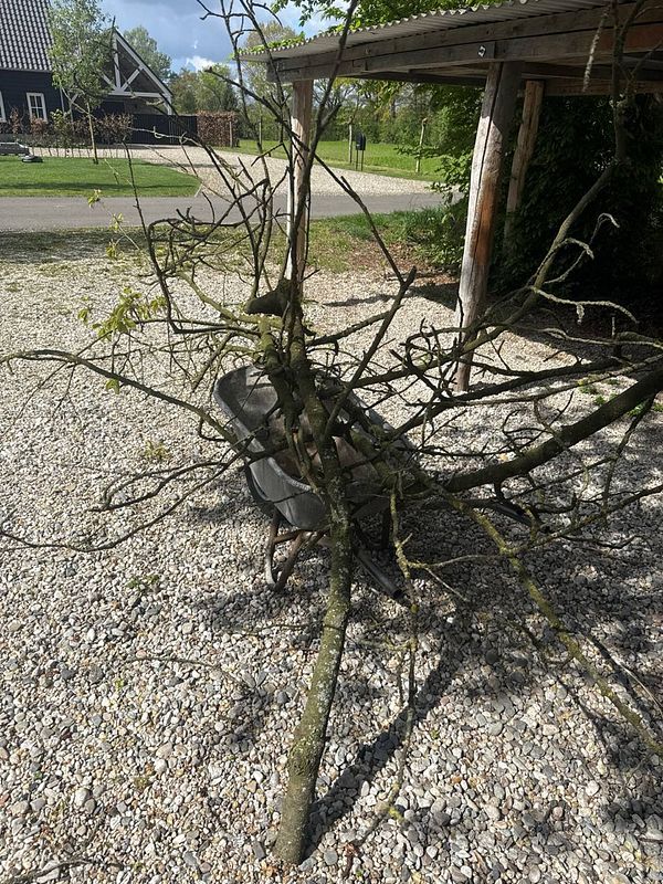 A person is pruning an old tree branch using yellow-handled pruning shears in a natural outdoor setting.
