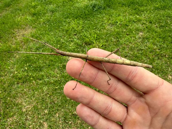 A hand holds a stick bug against a backdrop of green grass.
