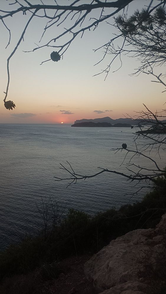 A serene sunset view over the ocean framed by tree branches.