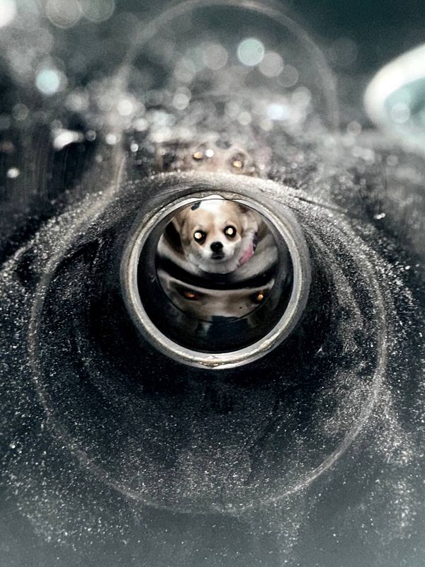 A close-up photograph captures a small dog reflected in a metallic surface.