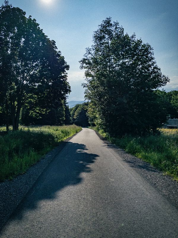 A tranquil park path lined with tall trees and greenery during a morning walk.
