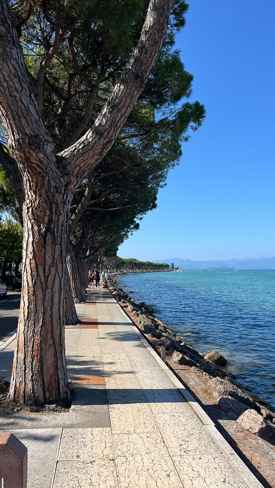 A scenic waterfront promenade lined with tall trees and a clear blue sky.