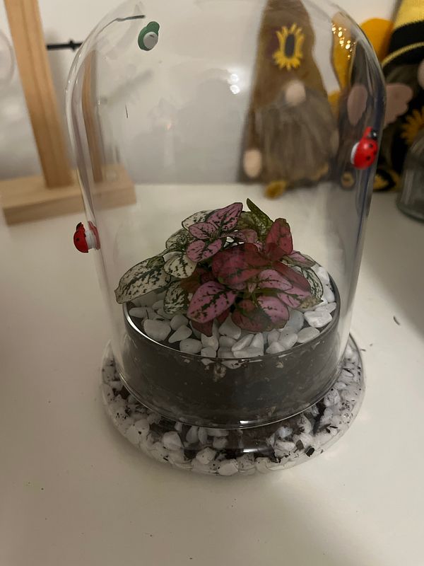 A small garden with a vertical planter attached to a wooden fence, featuring various green plants and flowers.