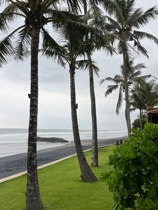A serene beach scene featuring palm trees and a calm ocean under a cloudy sky.