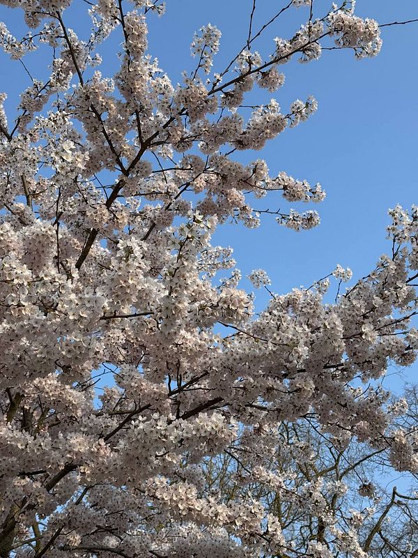 A close-up view of a flowering tree against a clear blue sky.