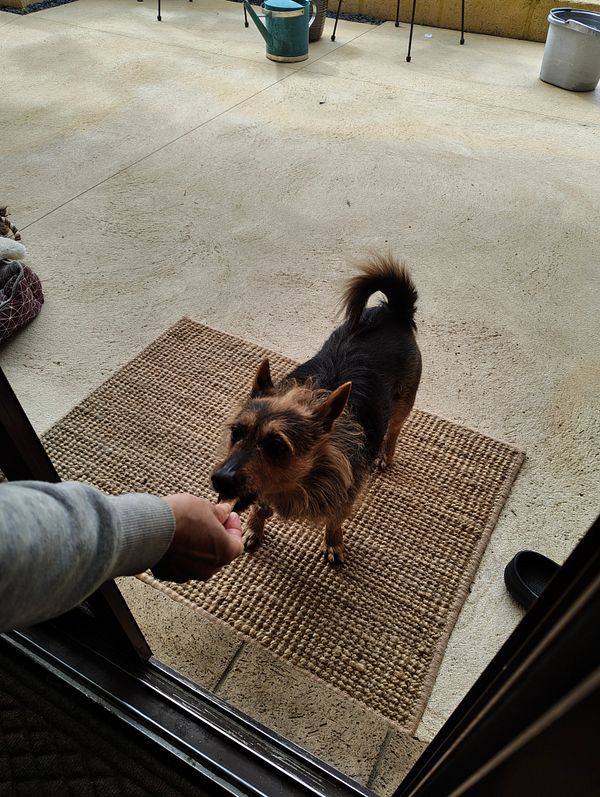 A small dog is being offered a treat at the entrance of a home.