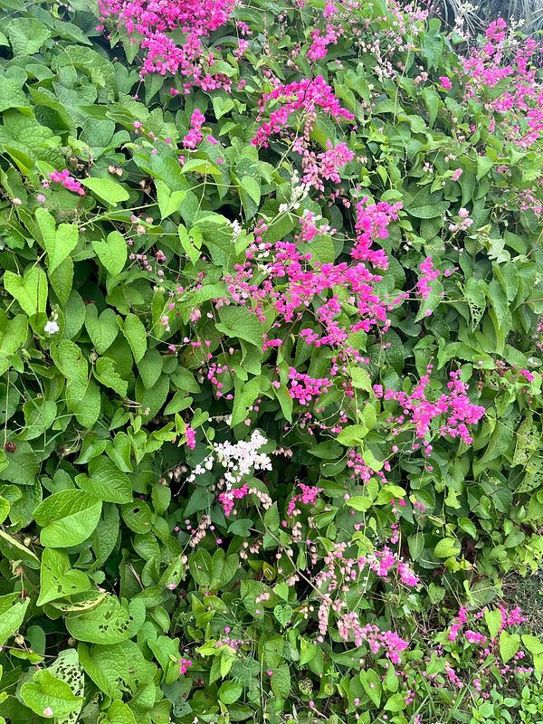 A vibrant display of flowering plants with pink and white blooms amidst lush green foliage.