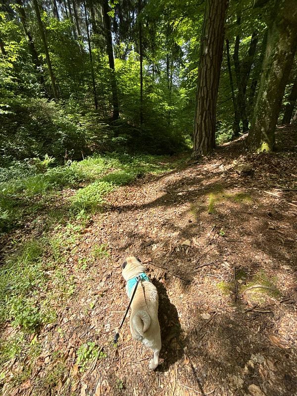 A pug is walking along a forest trail surrounded by lush greenery.