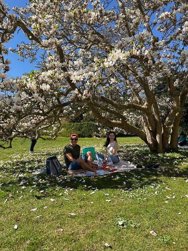 A couple enjoys a picnic under a flowering magnolia tree in a park.