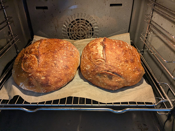 Two freshly baked sourdough loaves are placed in an oven.