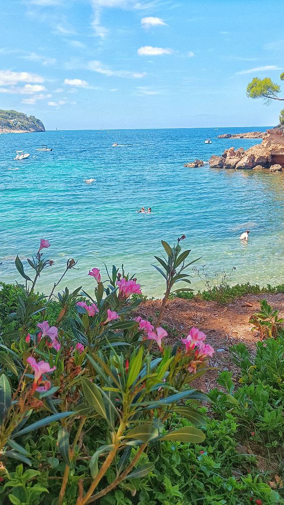 A picturesque beach scene featuring clear blue waters and vibrant flowers in the foreground.